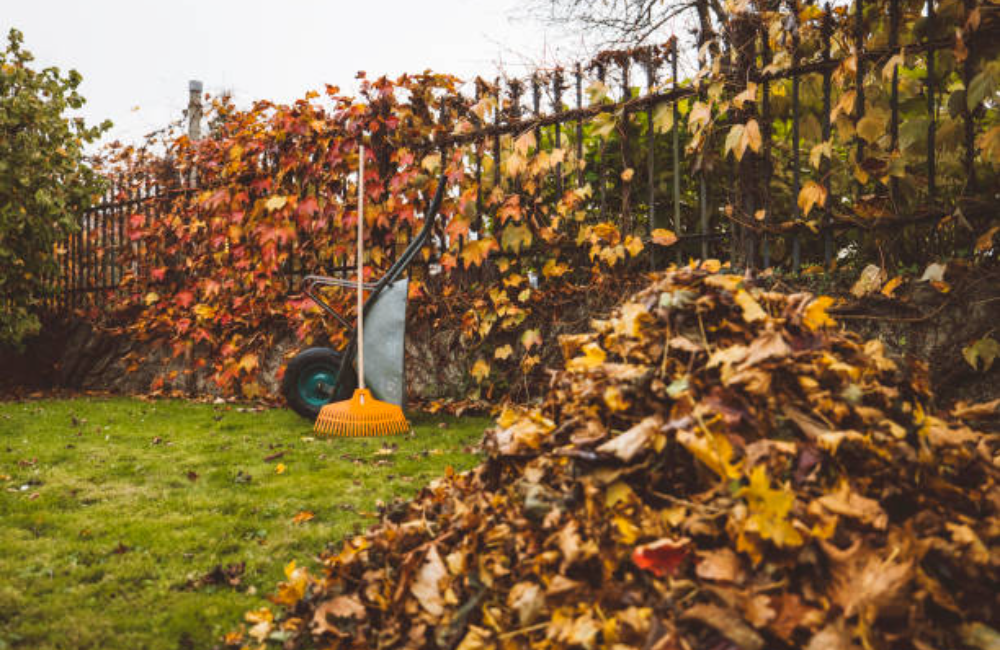Toenail Trimming With pet Wash