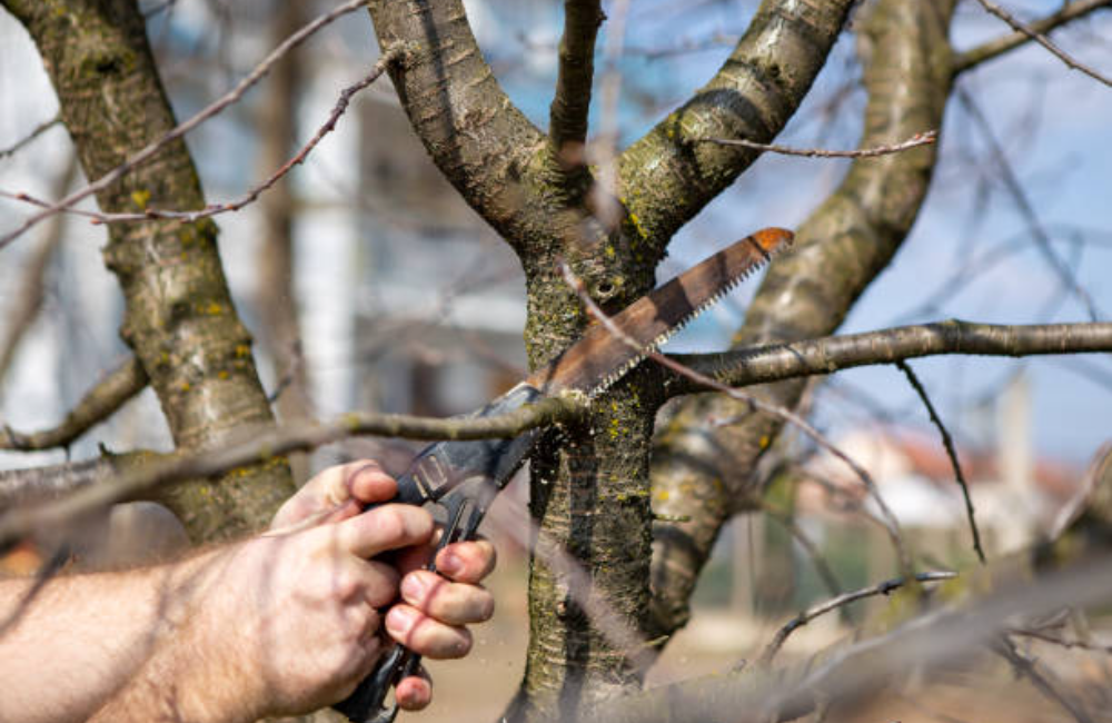 Toenail Trimming With pet Wash