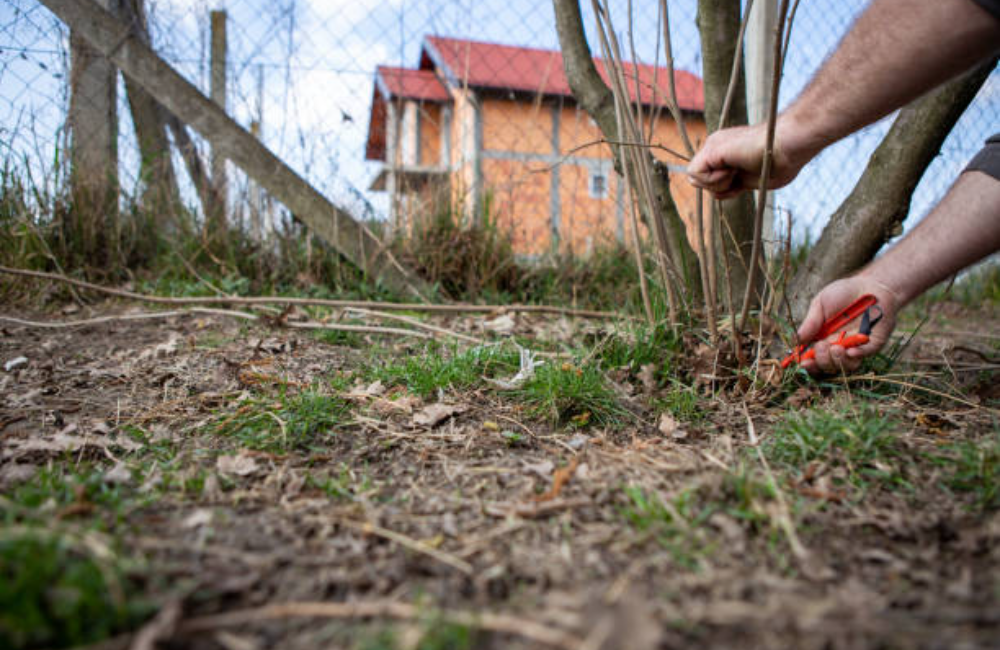 Toenail Trimming With pet Wash